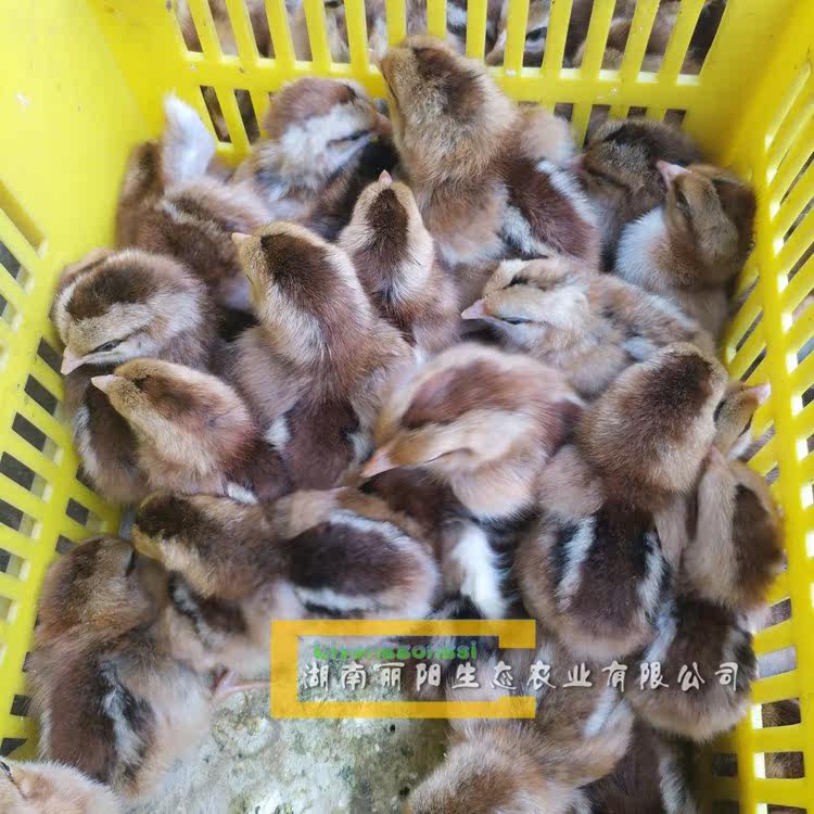 麻羽鸡苗小麻鸡活苗青脚麻鸡黄脚