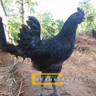 出售黑乌鸡苗活体五黑鸡苗绿壳蛋鸡苗另有珍珠鸡苗贵妃鸡苗山鸡苗