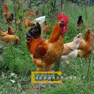 出售黄毛乌皮红冠鸡苗乌皮鸡苗金凤凰鸡另黄毛乌骨鸡苗雪峰乌鸡苗