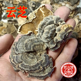 优质野生云芝500g黄云芝千层蘑中草药新货无硫同仁堂品质量大从优