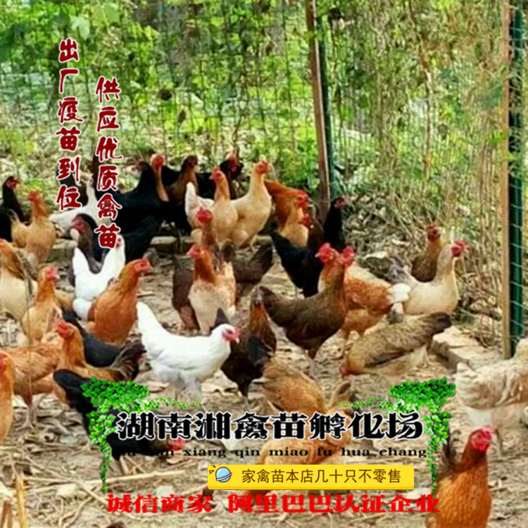 宠物小鸡 花柴鸡活苗 土杂鸡活体放养草鸡蛋鸡发托运提供养殖技术,宠物/宠物食品及用品,宠物鸡,淘宝优惠券,粉丝福利购,淘宝优惠卷