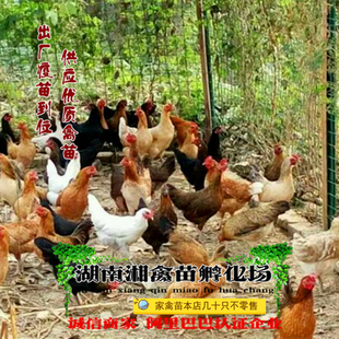 宠物小鸡 花柴鸡活苗 土杂鸡活体放养草鸡蛋鸡发托运提供养殖技术