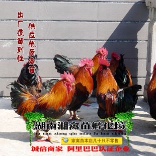 宠物小鸡麻鸡活苗清远麻鸡活体阉鸡鸡苗包成活发托运提供养殖技术