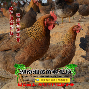 宠物小鸡清远麻鸡雏清远麻鸡活苗小麻鸡苗活体发托运提供养殖技术