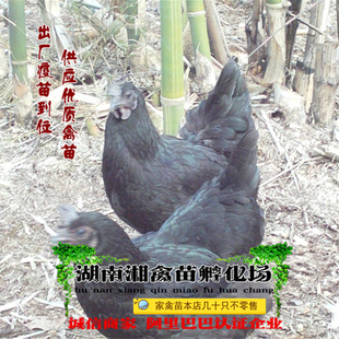 宠物小鸡五黑鸡活苗五黑鸡活体绿壳蛋鸡小苗土鸡提供养殖技术托运