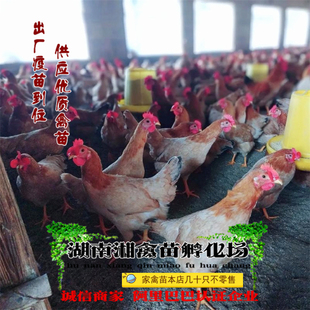 宠物小鸡 苏禽鸡活苗 仙居鸡苗本地土鸡雏提供养殖技术发托运包活