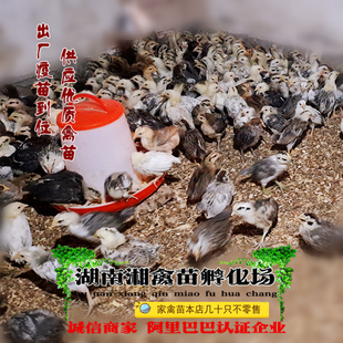 宠物鸡半斤鹊山鸡雏一个月鹊山鸡活苗脱温鹊山鸡活体提供养殖技术