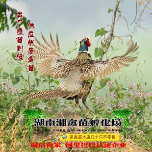 宠物小鸡七彩山鸡雏山鸡苗小鸡活苗山鸡活体供养殖技术优惠发托运