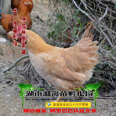 宠物黄土1.5鸡雏小种黄土鸡活体宠物黄鸡苗宠物活苗 提供养殖技术