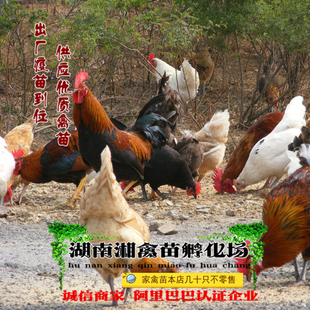 宠物小鸡 花柴鸡活苗 土杂鸡活体放养草鸡蛋鸡发托运提供养殖技术