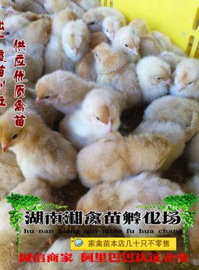 宠物黄土二鸡雏黄土三鸡活苗宠物黄鸡苗宠物活体 提供养殖技术