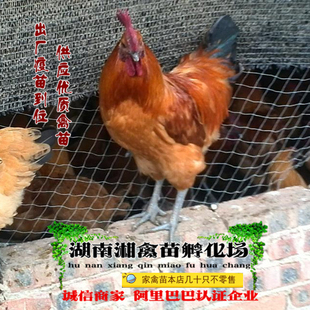 黄毛乌鸡活苗 金凤凰乌鸡雏 宠物乌鸡活体乌骨鸡包运量大优惠包活