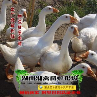 发托运 宠物湖南白鹅苗 本地白鹅活苗 草鹅活体 免费提供养殖技术