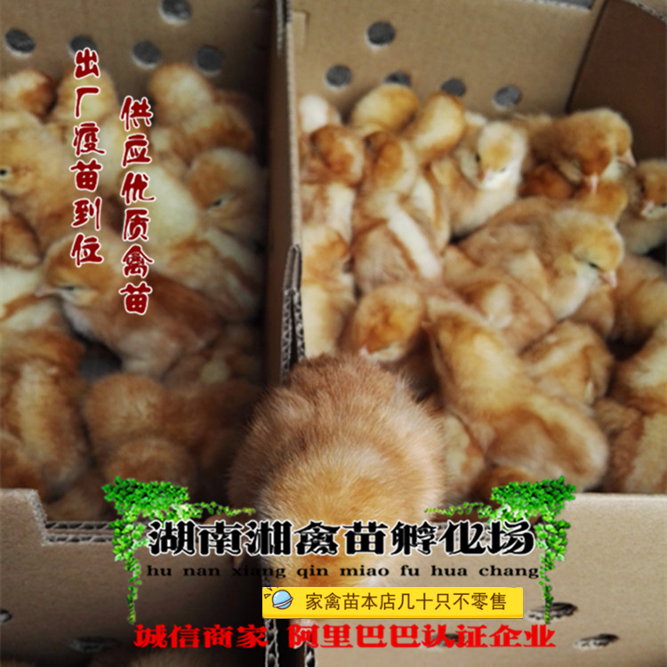 海兰褐蛋鸡活苗红毛蛋鸡活体鸡苗