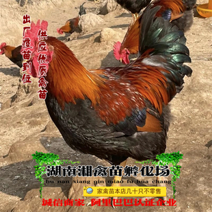 宠物小鸡麻鸡活苗清远麻鸡活体阉鸡鸡苗包成活发托运提供养殖技术