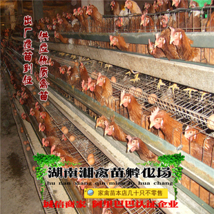 分公母发托运 宠物海兰褐蛋鸡苗 红毛蛋鸡活苗 小鸡活体 褐壳鸡苗