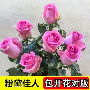 室内外绿植物盆栽花卉桌面阳台观花植物 玫瑰花苗四季 开花大花月季