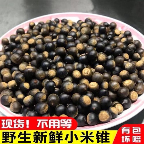 野生米椎子坚果园锥栗野生米锥子 栗山椎栗刺椎非榛子板栗1-5斤