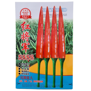 红将军8888大果朝天椒种子果实均匀硬度高特辣大果型抗病辣椒种子