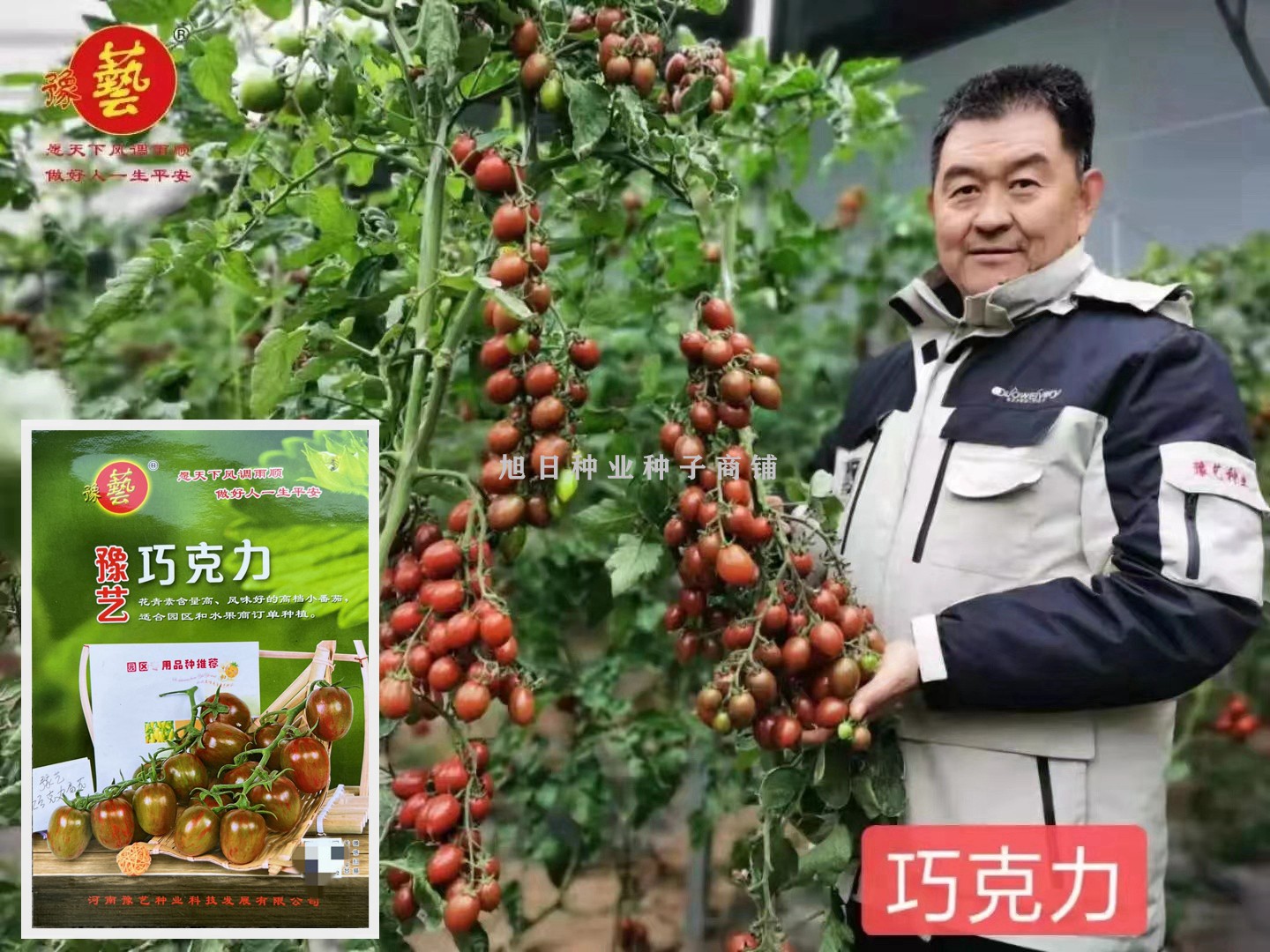 豫艺春秋基地专用巧克力色番茄种
