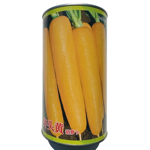 齐头黄胡萝卜种子品质佳秋季胡萝卜种子大田专用齐头黄胡萝卜种子