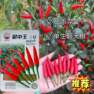 椒中玉三号朝天椒种子干辣椒种籽孑香辣果皮深红辣味强高产抗病