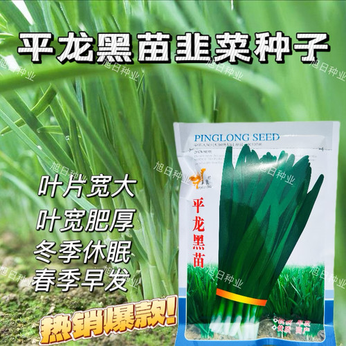 平龙黑苗韭菜种子白根韭菜种籽耐寒辛辣味浓冬季休眠高产韭菜种孑