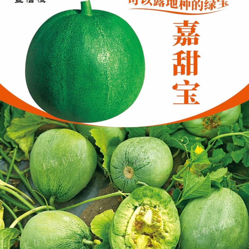 嘉甜宝绿皮绿肉高糖杂交甜瓜种子薄皮超甜香瓜种子早熟水果种籽孑