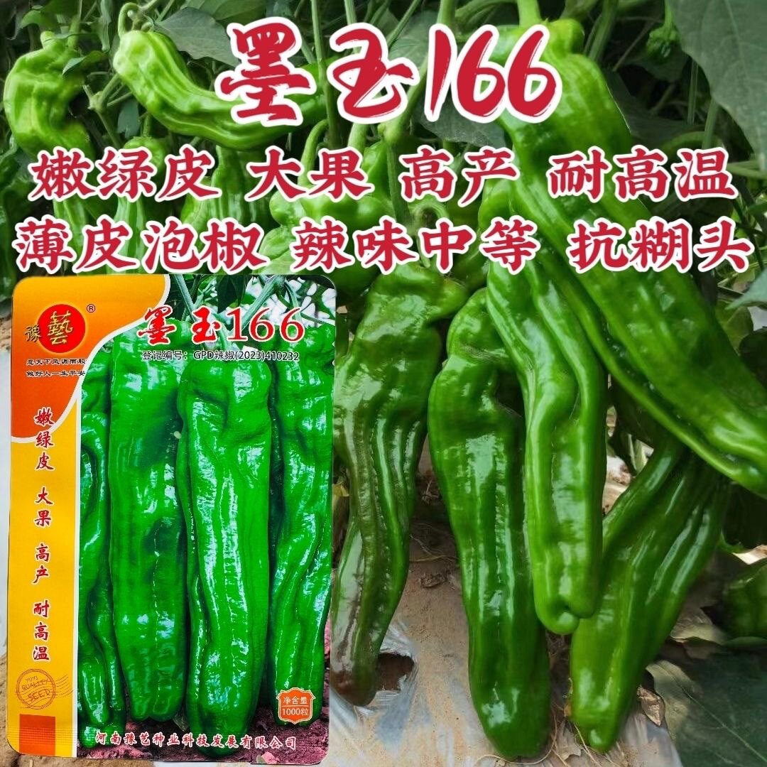 豫艺辣椒种墨玉166薄皮泡椒种子大果高产薄皮椒种子耐高温抗糊头