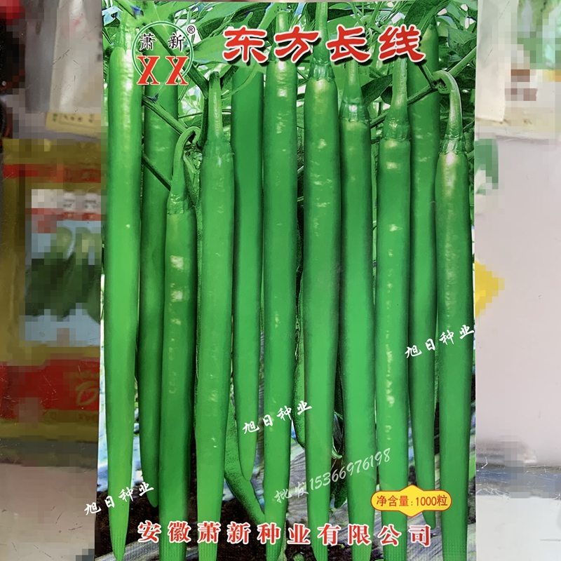 萧新东方长线辣椒种籽孑超长线椒超辣南方四季播秋冬蔬菜新品种。