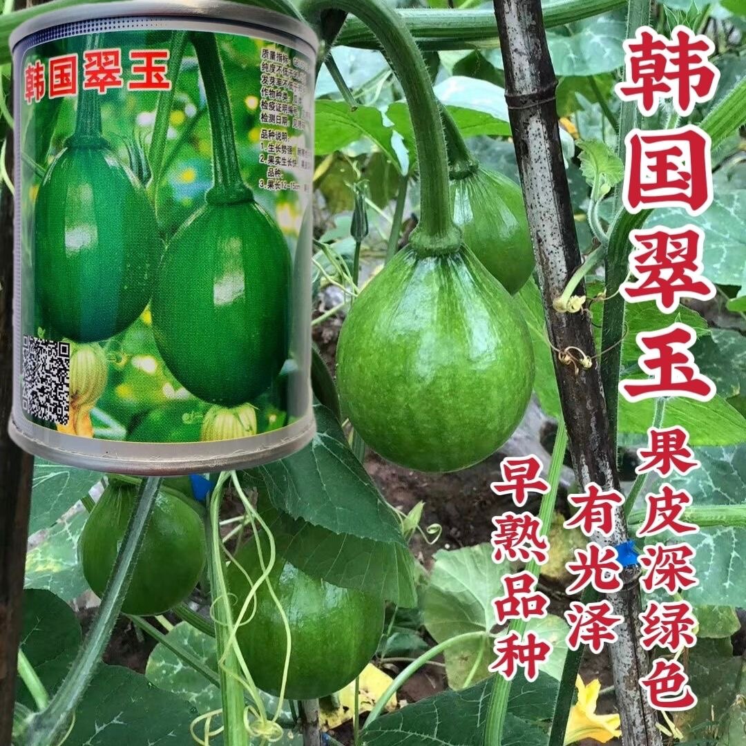 韩国翠玉一串铃南瓜种子杂交早熟椭圆形嫩南瓜种籽贵阳小青瓜种子