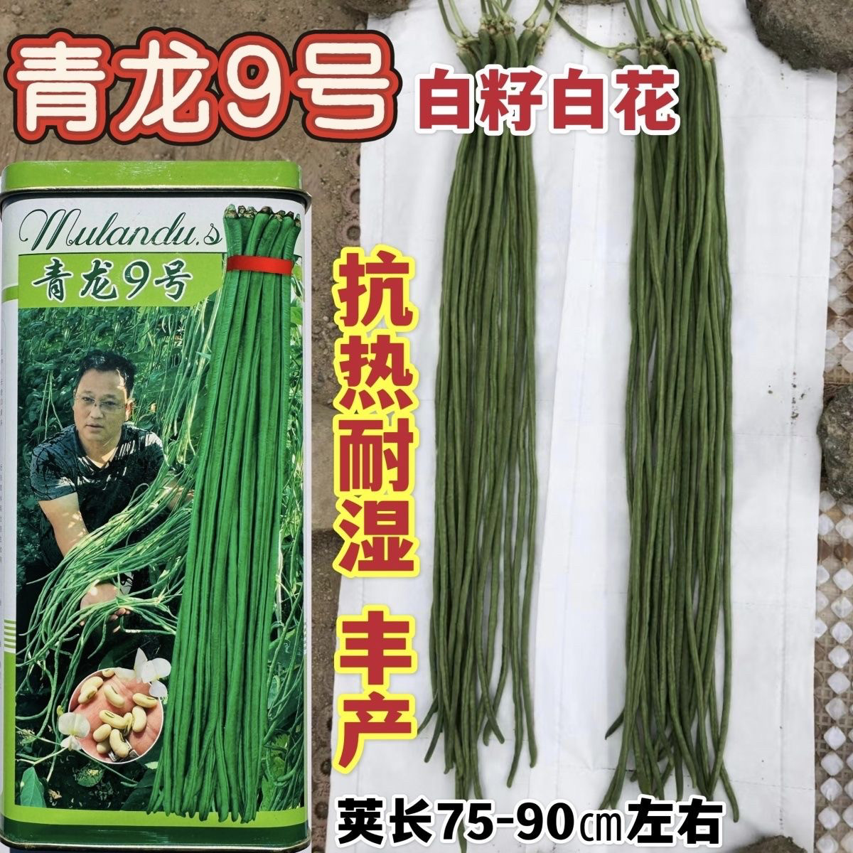 慕兰多青龙9号豆角种子高产青条长豇豆种子耐热耐湿特长豆角种籽