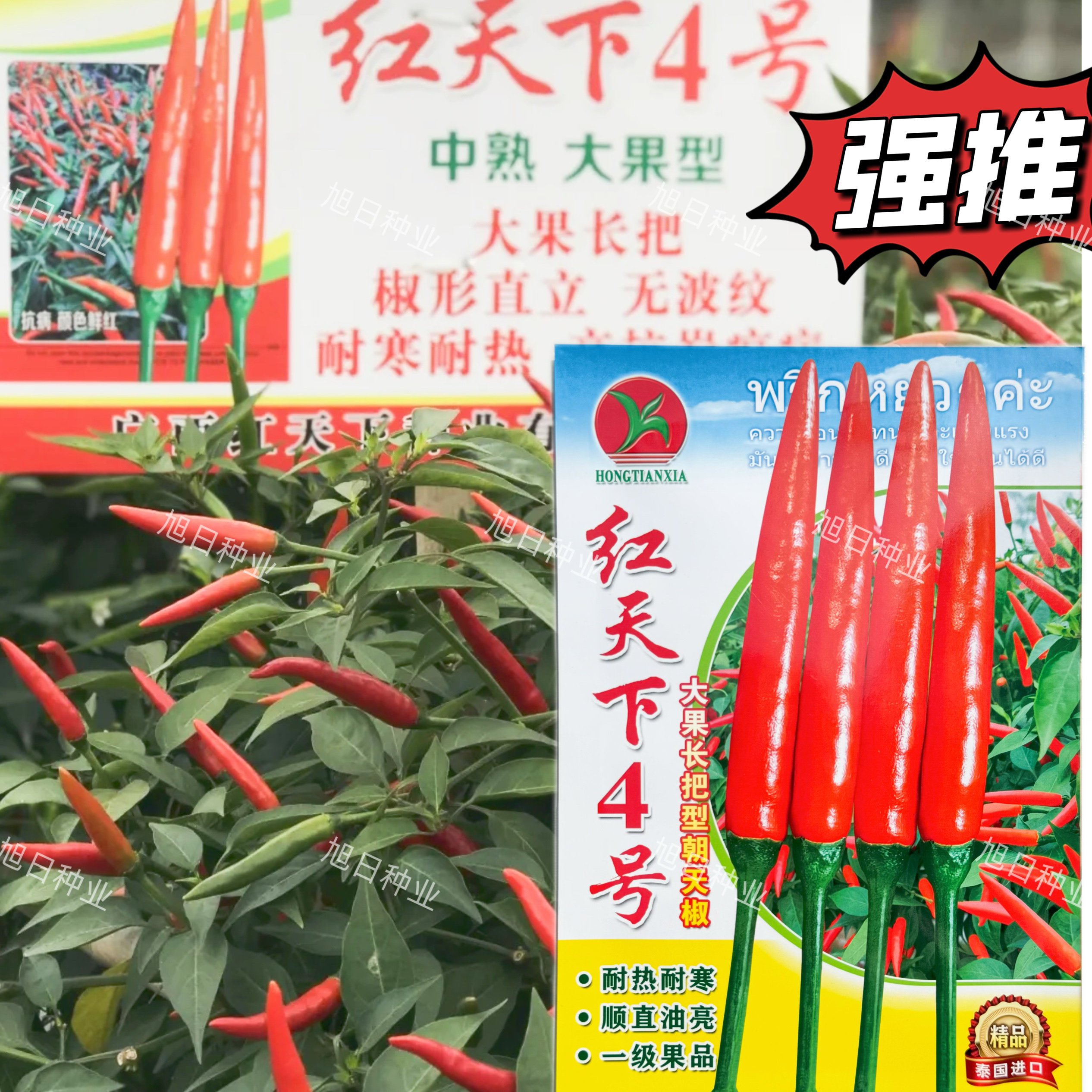 红天下4号辣椒种子大果长把型朝天椒种子大号中熟顺直油亮硬度好