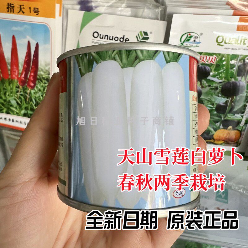 天山雪莲白萝卜种子韩国引进罗卜种耐寒春秋季韩玉春白萝卜种籽孑