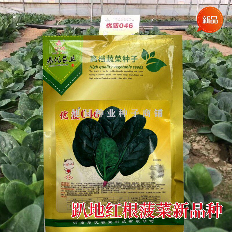 鼎优046红根趴地老品种菠菜种籽