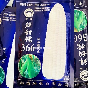 甜糯玉米种子 中苗鲜甜糯366白甜糯玉米种籽早熟大棒苞谷米春秋季