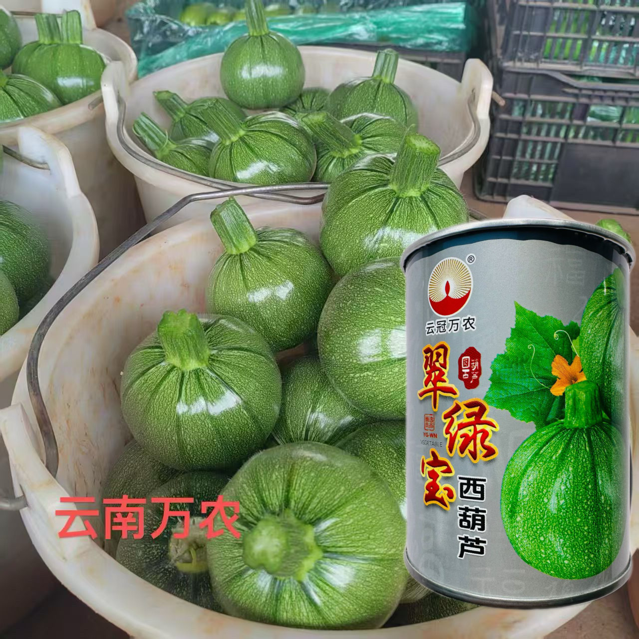 云南翠绿宝西葫芦种子早熟青皮小南瓜种籽耐热耐湿春秋蔬菜种孑