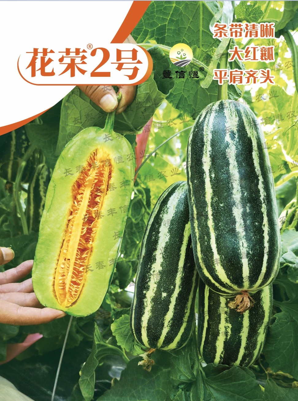 花荣2号甜瓜种子博洋甜瓜种籽早熟薄皮酥脆香甜花皮红肉甜瓜种孑