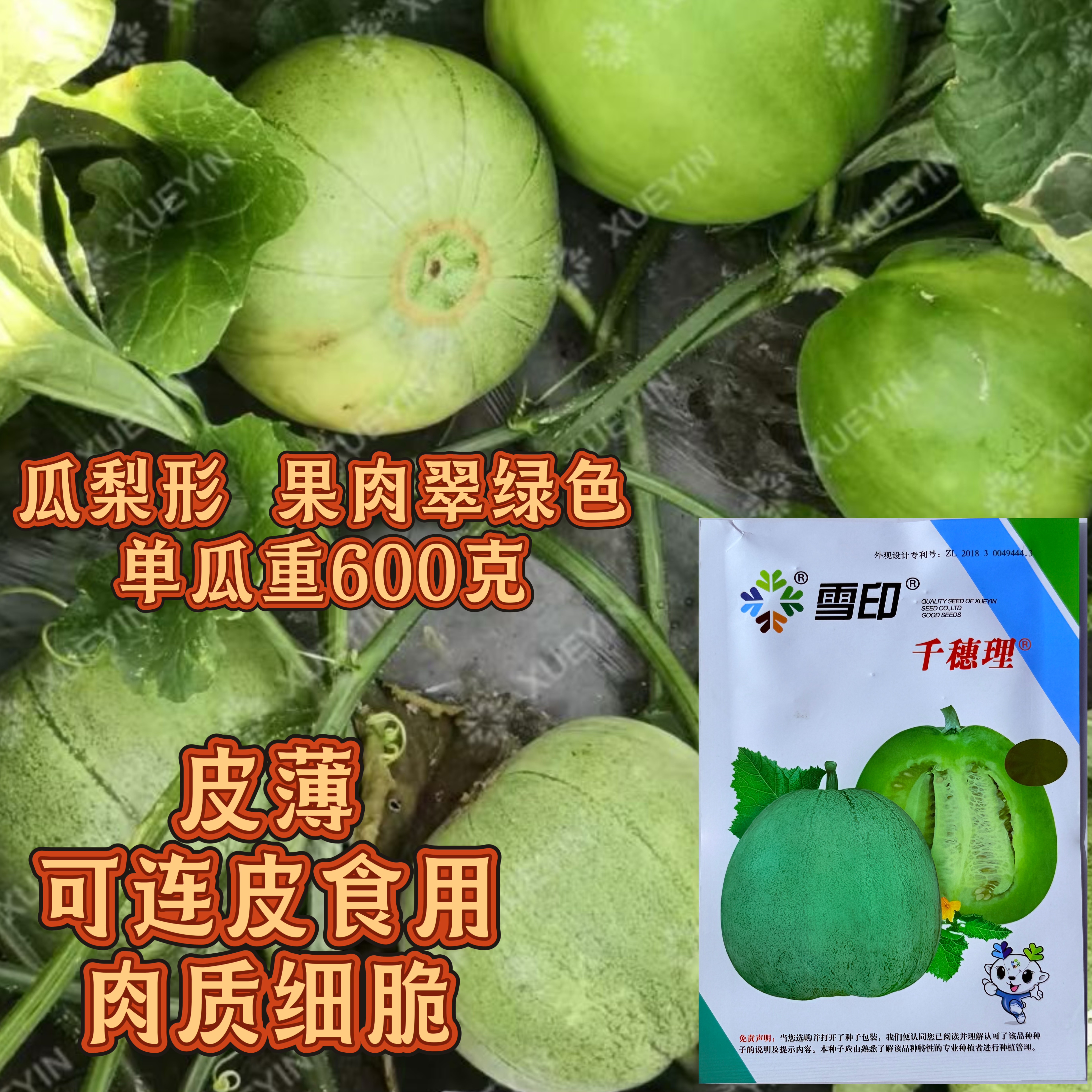 雪印千穗理薄皮甜瓜种子肉脆嫩薄皮青皮青肉香瓜种籽连皮也可以吃