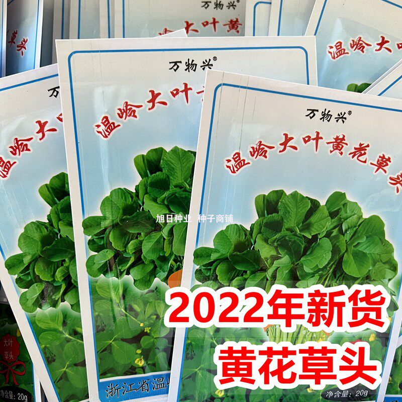 金花菜种子上海草头大叶