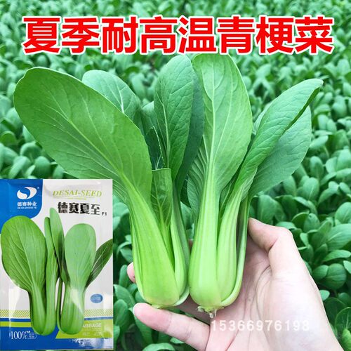 四季耐热高产抗病上海青梗菜