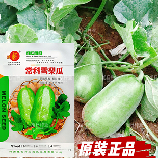 常科雪梨瓜灰鼠子老鼠瓜甜瓜种籽甜脆爽口多汁春季水果香瓜种子孑