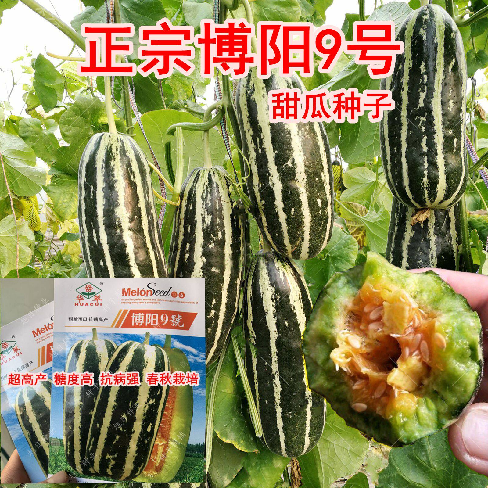 甜瓜种籽正宗博阳9号花皮种子