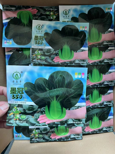 安益丰苏州青种籽孑叶片油亮口感软糯耐寒越冬好吃黑大头黑菜种子