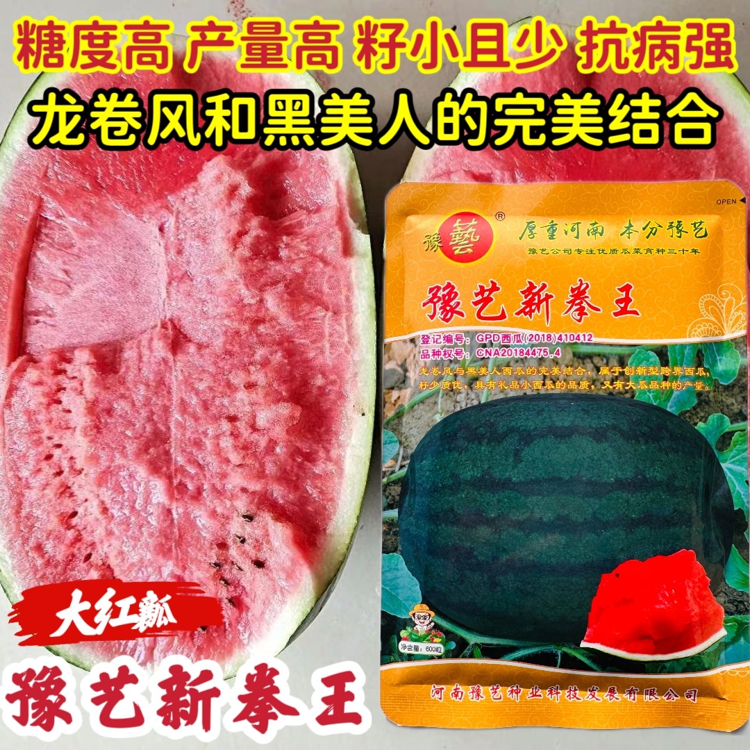 豫艺新拳王西瓜种子龙卷风黑美人大果高产抗重茬黑绿皮少籽西瓜籽