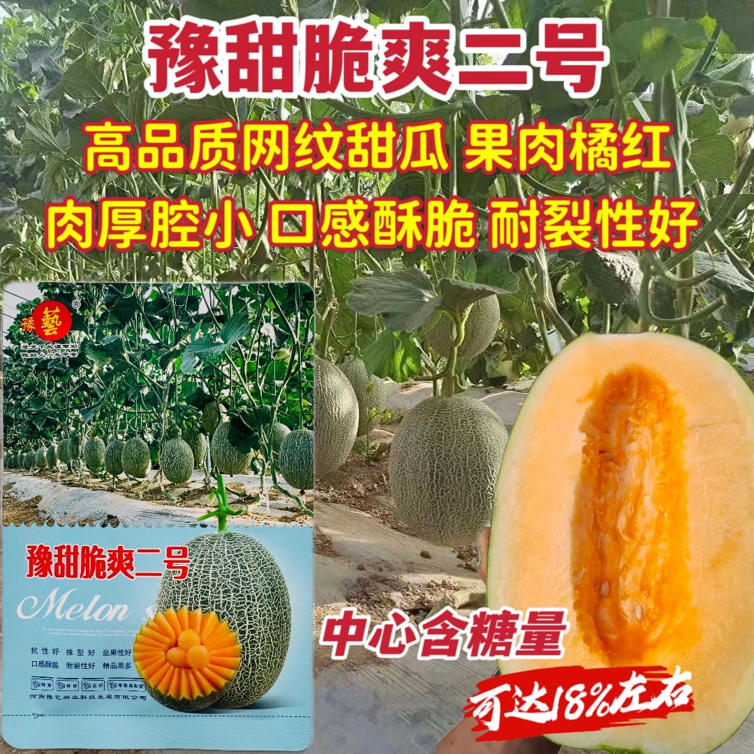 网纹哈密瓜种子豫甜脆爽二号红肉甜瓜种籽孑网纹甜瓜夏季耐热香瓜