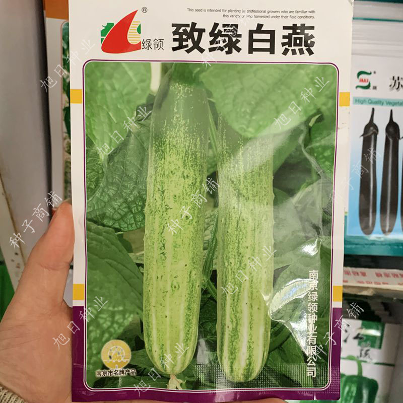 致绿白燕黄瓜种子白丝条高产水果节节瓜阳台盆栽春秋四季蔬菜种孑