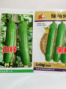绿领绿油910白籽920黑籽杂交早熟高产早春季油亮短棒油皮丝瓜种籽
