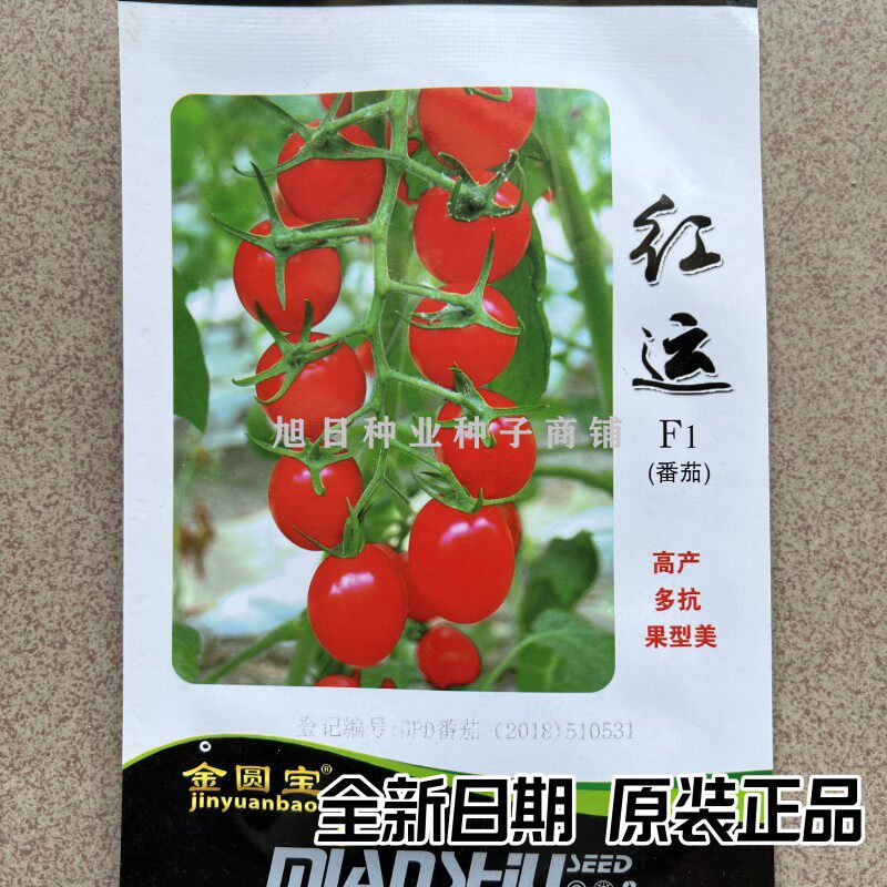 绵蔬红运小圣女果樱番茄基地专用
