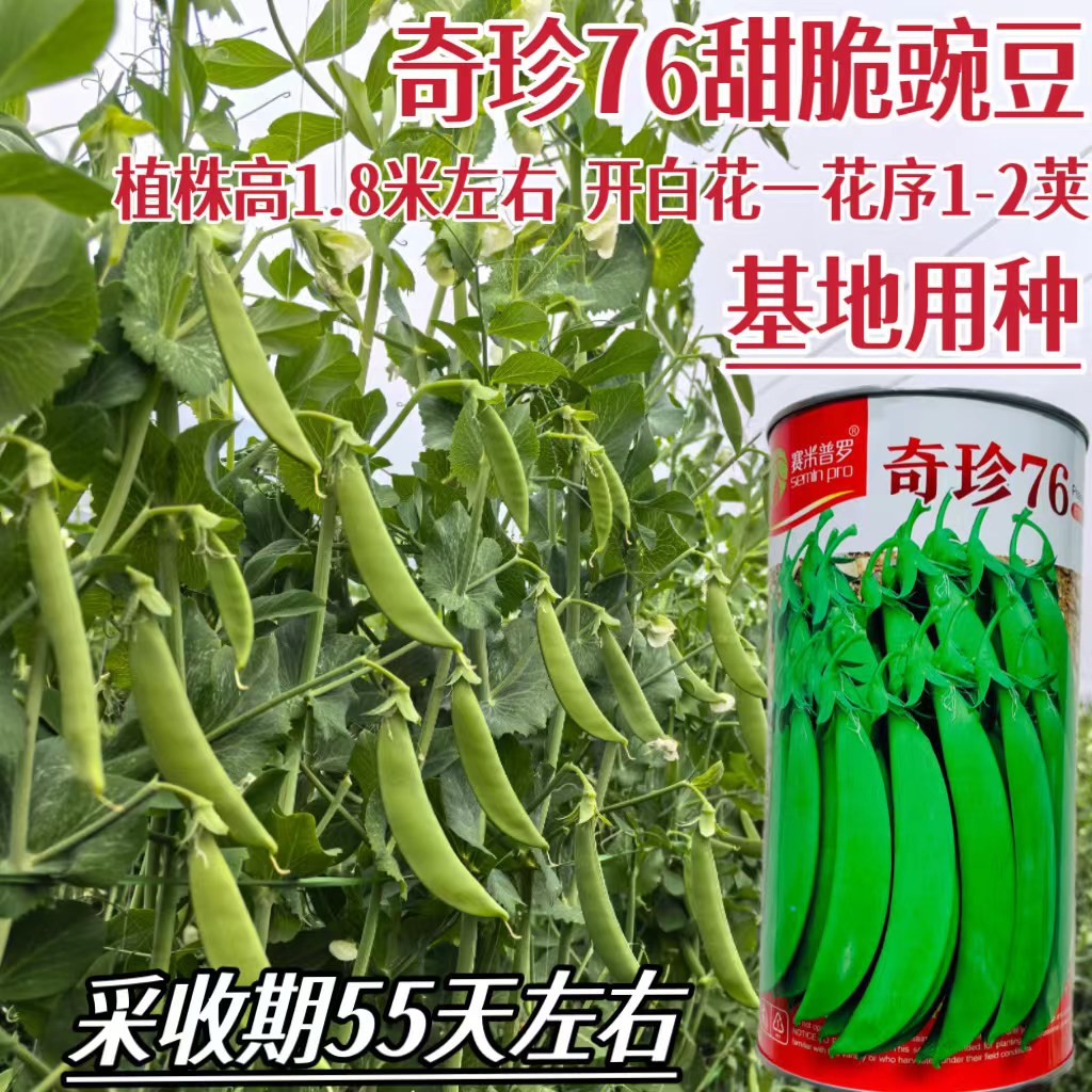 奇珍76甜脆豌豆种子高产抗病白花荚甜脆55天采收耐寒基地用种菜种